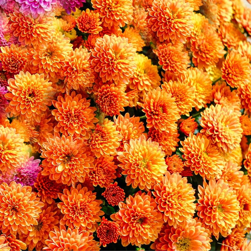 Orange Chrysanthemum Plant, Set 2 Orange Mums Plants Live, Hardy Perennial Mum Live Plant, 3 to 6 Inch Tall Garden Mum Starter Plants for Garden Beds, Containers, Vibrant Fall Blooms, No Pot