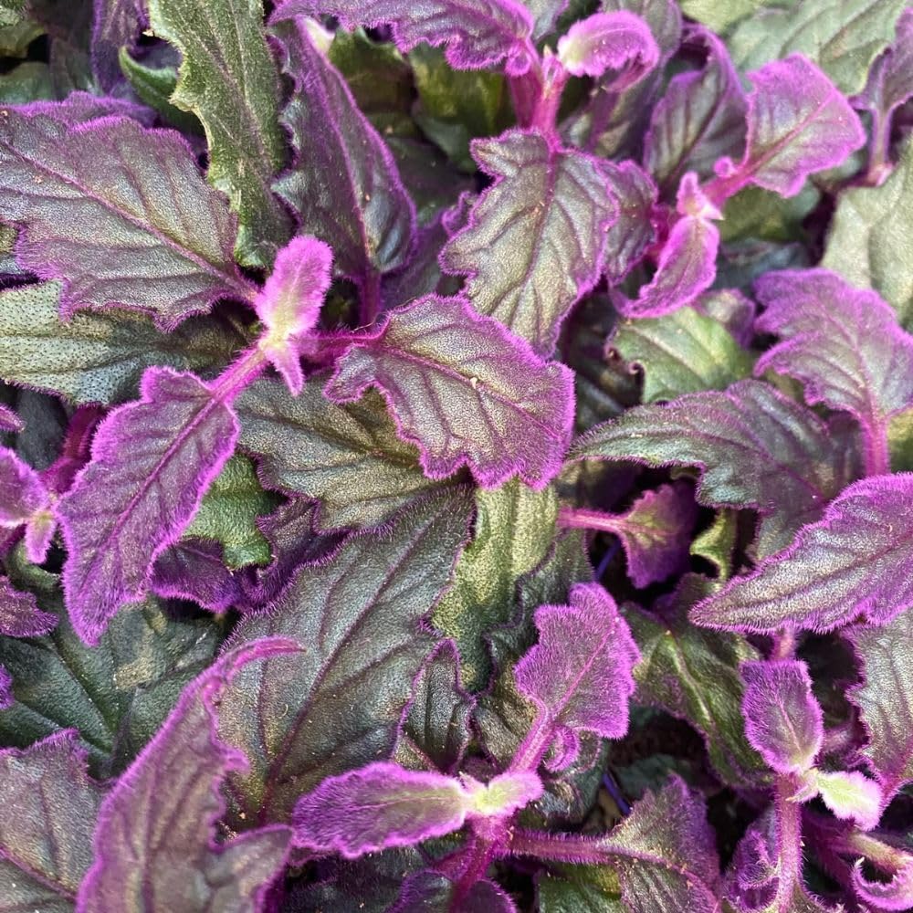 Purple Passion Velvet Plants Live, 4-7 Inc Tall, Gynura Aurantiaca Houseplant, Vibrant Purple Velvet Foliage for Indoor Decor