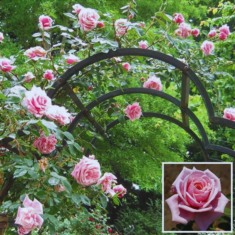 Pink Rose Climbing Live Starter Plant, Fragrant Pink Climbing Rose for Planting Outdoor, No Pot, 1 Year Old Rose Plant, Well-Rooted Rose Plants Live Ready to Plant