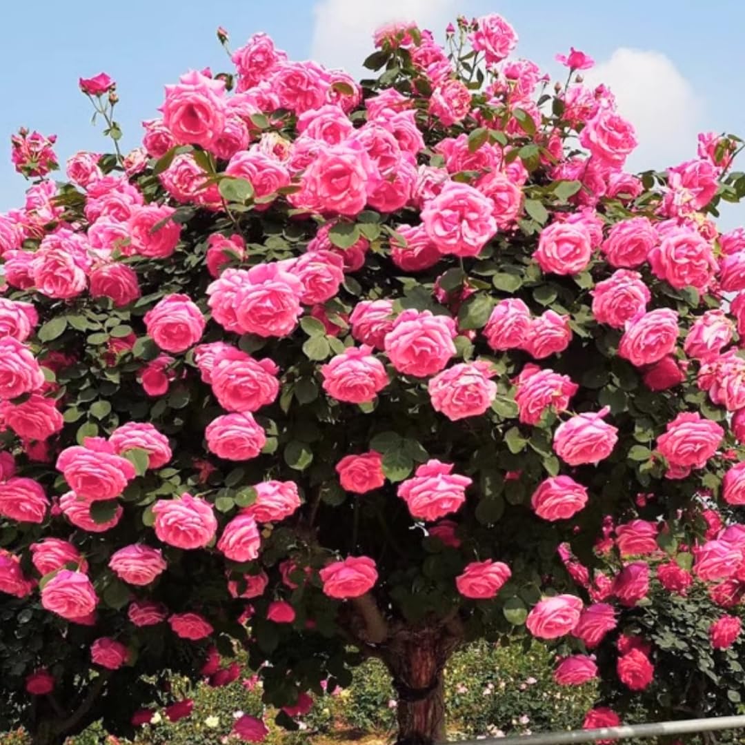 Pink Climbing Rose Live Plant, 6 Months Old Starter, Fragrant Purple Climbing Roses for Planting Outdoor, No Pot