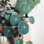 Rare Stephania Cephalantha Caudex Plant, Sprouting Succulent for Home Décor, Size 2-2.5 Inches Wide, Indoor Outdoor Ornamental, Already Sprout