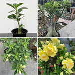 Adenium Desert Rose Plant Live, Desert Rose Live Plant, 4 to 6 Inc Tall (Double Yellow)