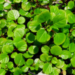 Plectranthus Swedish Ivy Plants Live, 02 Live Green Swedish Ivy Plants, 3 to 5 Inc, House Plant Live, Swedish Ivy Live Plant for Growing Indoor Outdoor