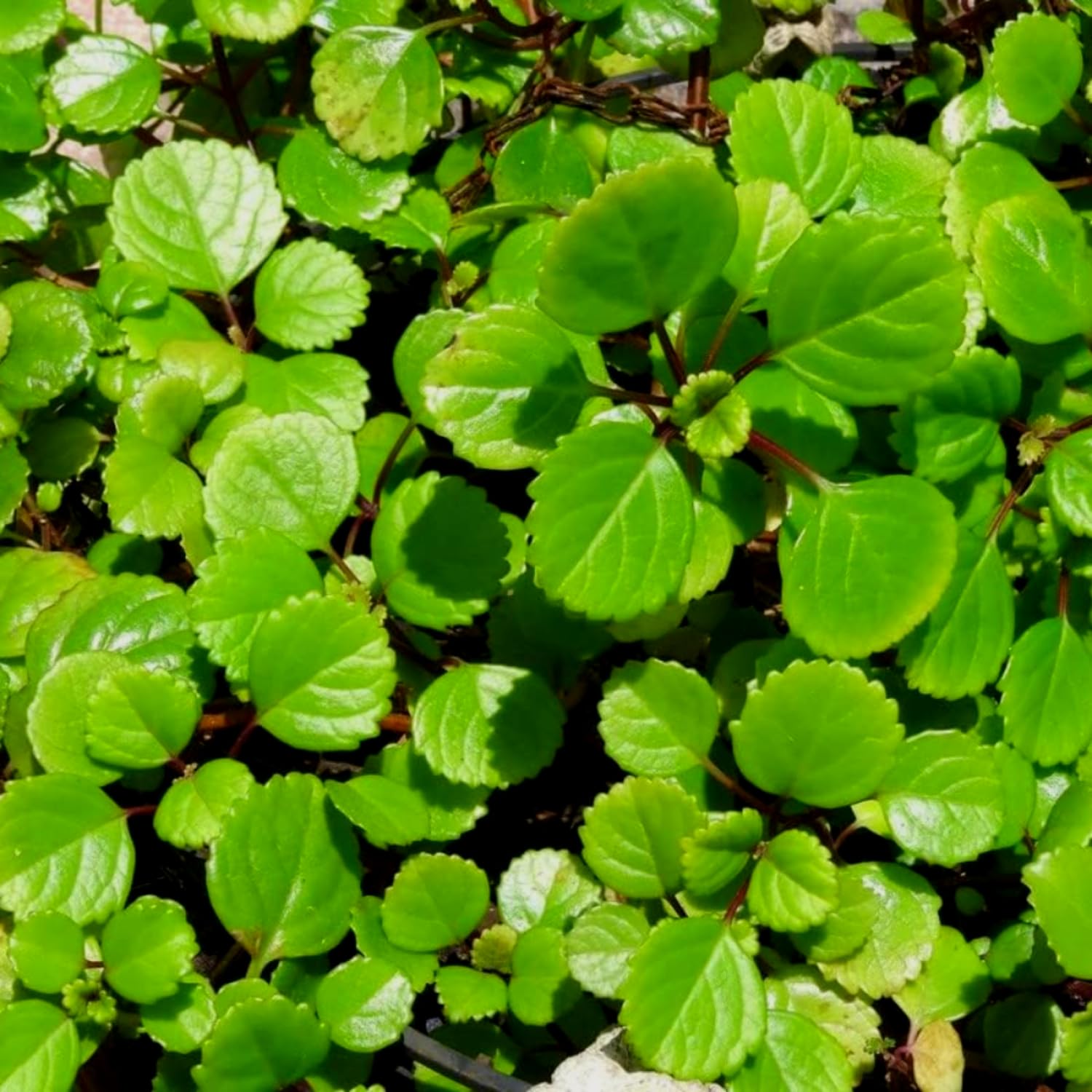 Plectranthus Swedish Ivy Plants Live, 02 Live Green Swedish Ivy Plants, 3 to 5 Inc, House Plant Live, Swedish Ivy Live Plant for Growing Indoor Outdoor