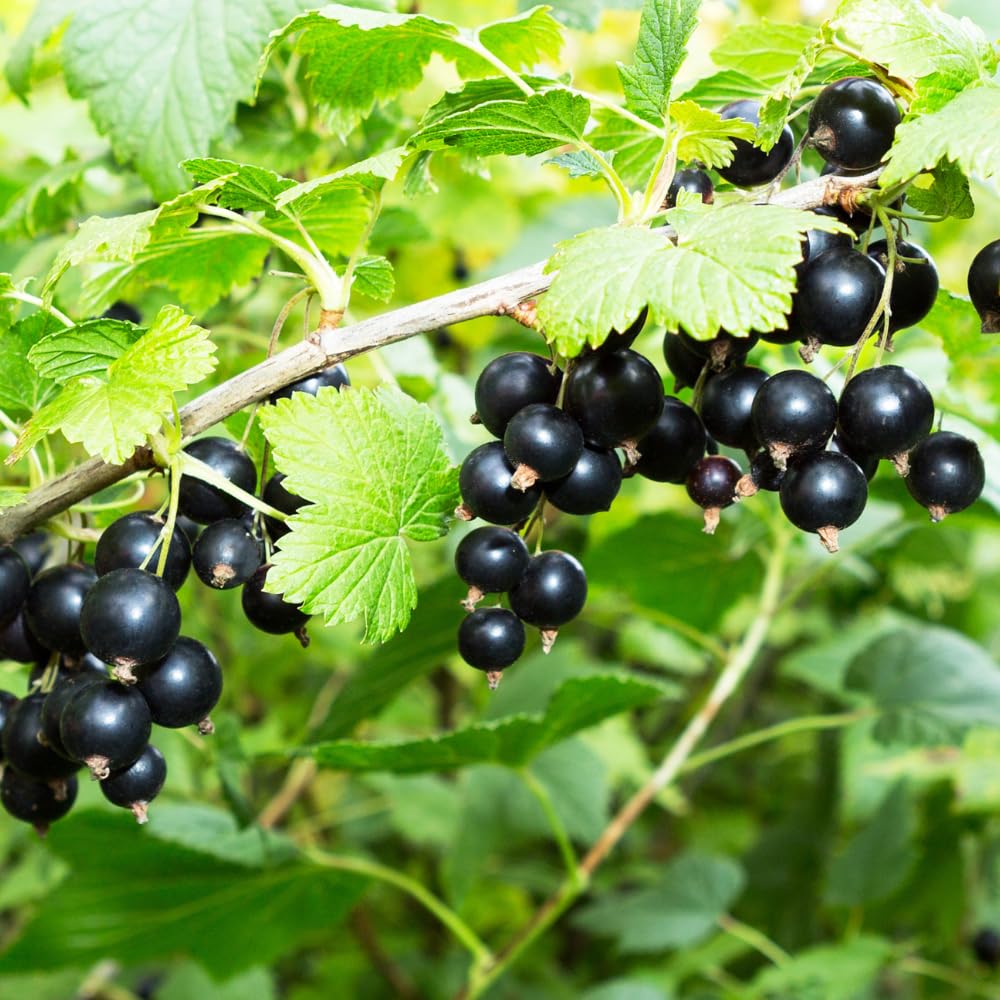 Currant Plant Live, Red Currant Bush Live Plant for Planting, 6 to 8 Inc Tall (Black)