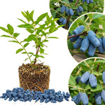 Blue Honeyberry Live Plant, Haskap Honeyberrie Plant 5-8” Tall, Sweet Fruit Berry Starter Plant, Cold Hardy Berry Bush for Outdoor Gardening