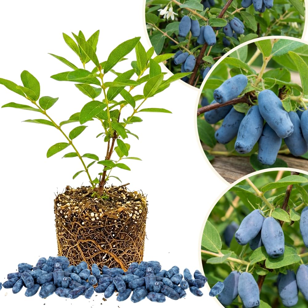 Blue Honeyberry Live Plant, Haskap Honeyberrie Plant 5-8” Tall, Sweet Fruit Berry Starter Plant, Cold Hardy Berry Bush for Outdoor Gardening