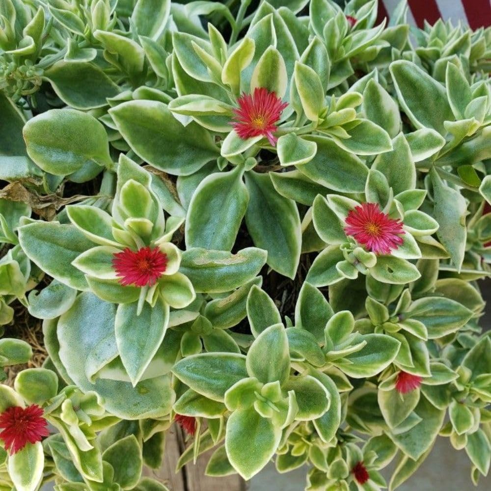 Variegated Baby Sun Rose Plant Live 4" Pot, Variegated Ice Succulent Plant for Indoor Outdoor Growing