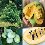 Pawpaw Trees Live Plants, 6-12" Paw Paw Seedling Plants, 1 Year Old Well Rooted, Common Pawpaw Asimina Triloba