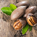 5 Pecan Trees Live Plants, Dormant, Bare Roots, Nuts Tree for Spring Planting, 1-2 Feet Tall, Hardy Pecan Nut Seedlings