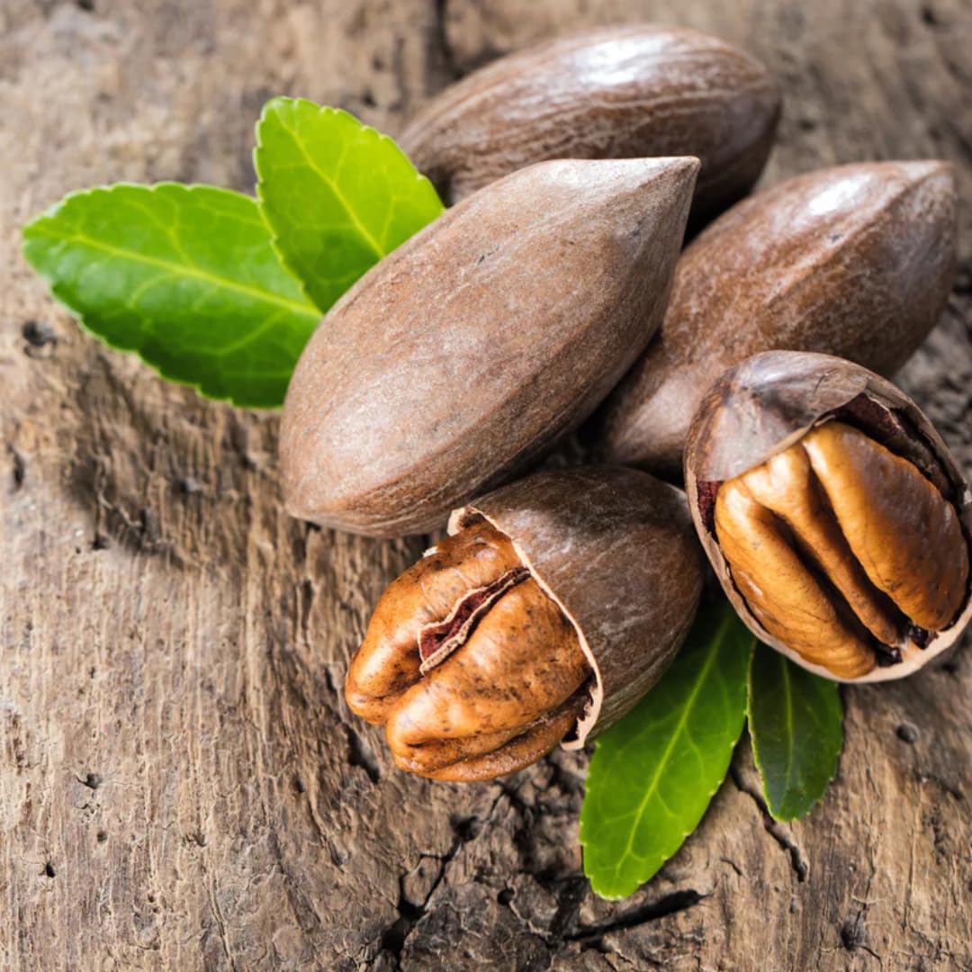 5 Pecan Trees Live Plants, Dormant, Bare Roots, Nuts Tree for Spring Planting, 1-2 Feet Tall, Hardy Pecan Nut Seedlings
