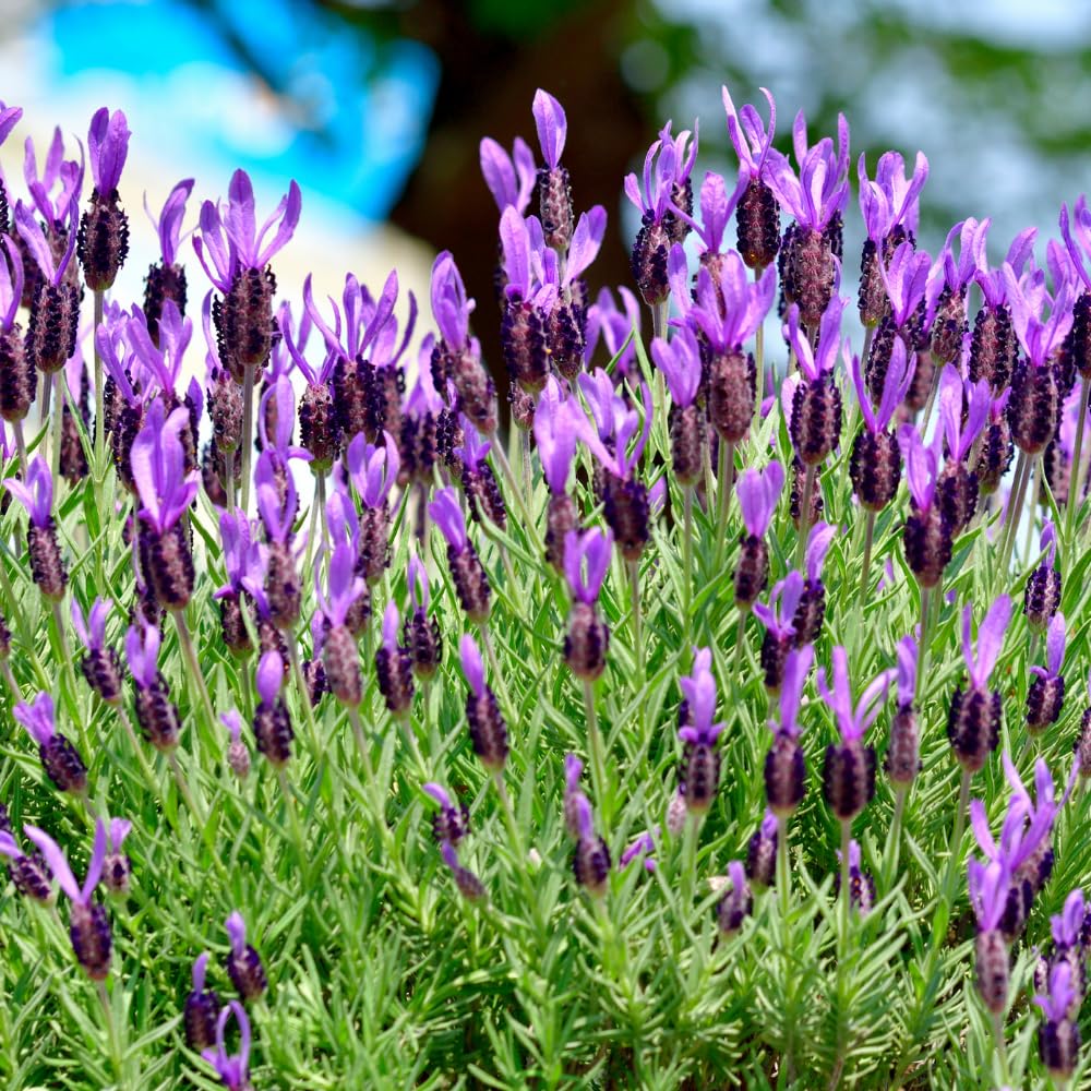 Lavender Live Plant, Lavender Plants, Perennial Purple Flowers, 4-7 inches in Height, 4 inch Pot for Planting