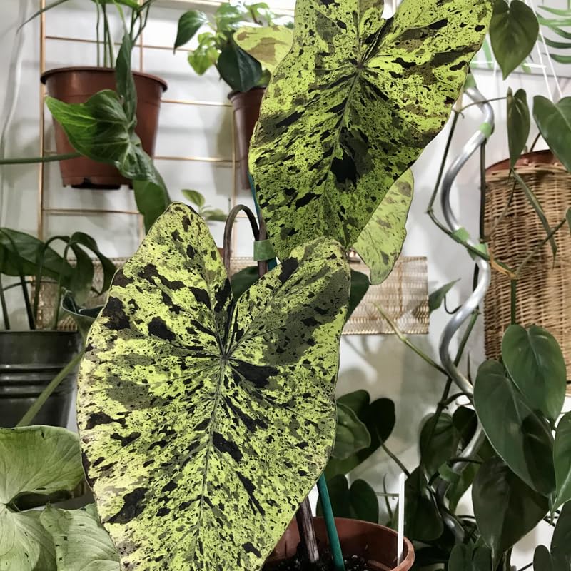 Elephant Ear Plants, Rare Colocasia Plant Live, Perennial Esculenta Taro Alocasia 4-8 Inch Tall, Indoor Outdoor Garden (Rare Variegated Black)