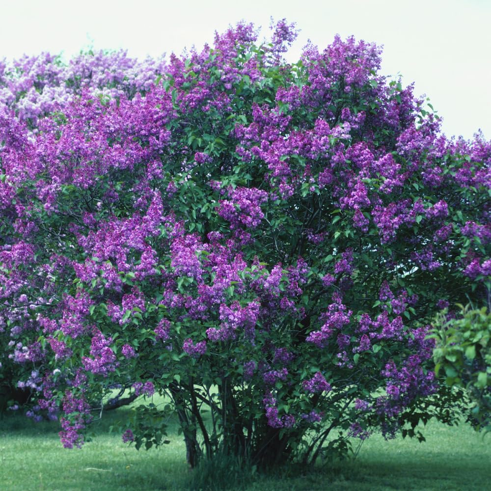 Purple Lilac Tree Live Plant 2.5'' Pot, Fragrant Lilac Plant Perennial Bushes, Outdoor Garden Planting