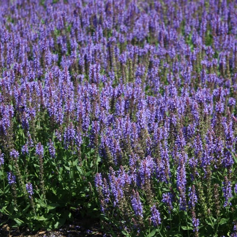 4 Fragrant Sage Salvia Live Plants, Planting in Spring Sage Plants Live, 5 to 10 Inches in Tall, Change Color (Purple-Blue)