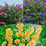 AVERAR 3 Buddleia Butterfly Bush Live Plant Ready to Plant Outdoor, Random Blooms, Starter 5 to 9 Inches Tall, Cold Hardy and Fragrant, Zones 5-9