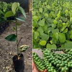 Set of 2 Pepper Plants Live, Piper Nigrum Black Pepper Live Plant, 4 to 7 Inches Tall, Live Pepper Plant, Herb Plant for Garden, Pepper Well Rooted