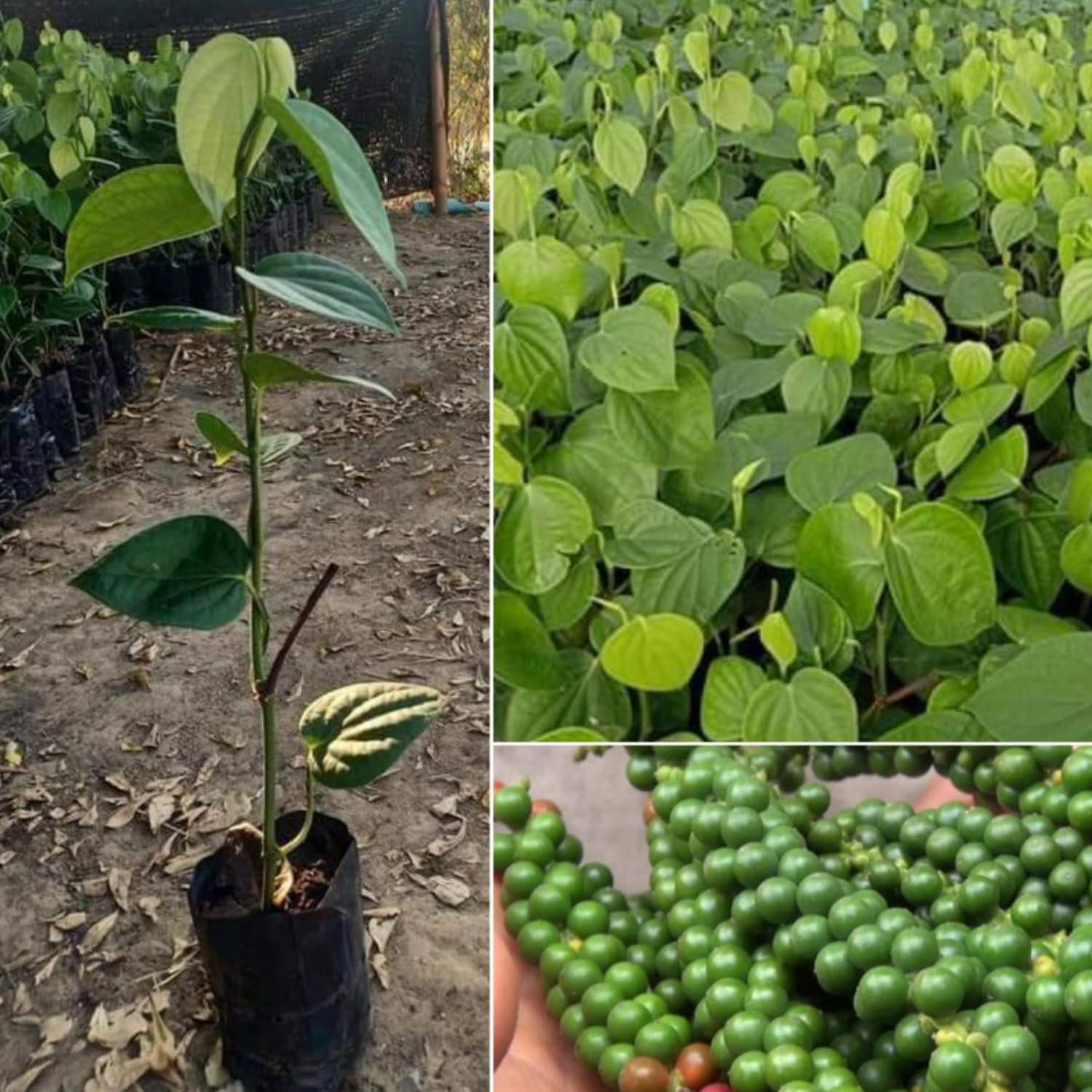 Set of 2 Pepper Plants Live, Piper Nigrum Black Pepper Live Plant, 4 to 7 Inches Tall, Live Pepper Plant, Herb Plant for Garden, Pepper Well Rooted