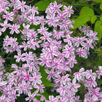 Pack 3 Creeping Phlox Plants Live, 5-9 Inches, Perennial Creeping Phlox Ground Cover Outdoor Garden (White Pink)