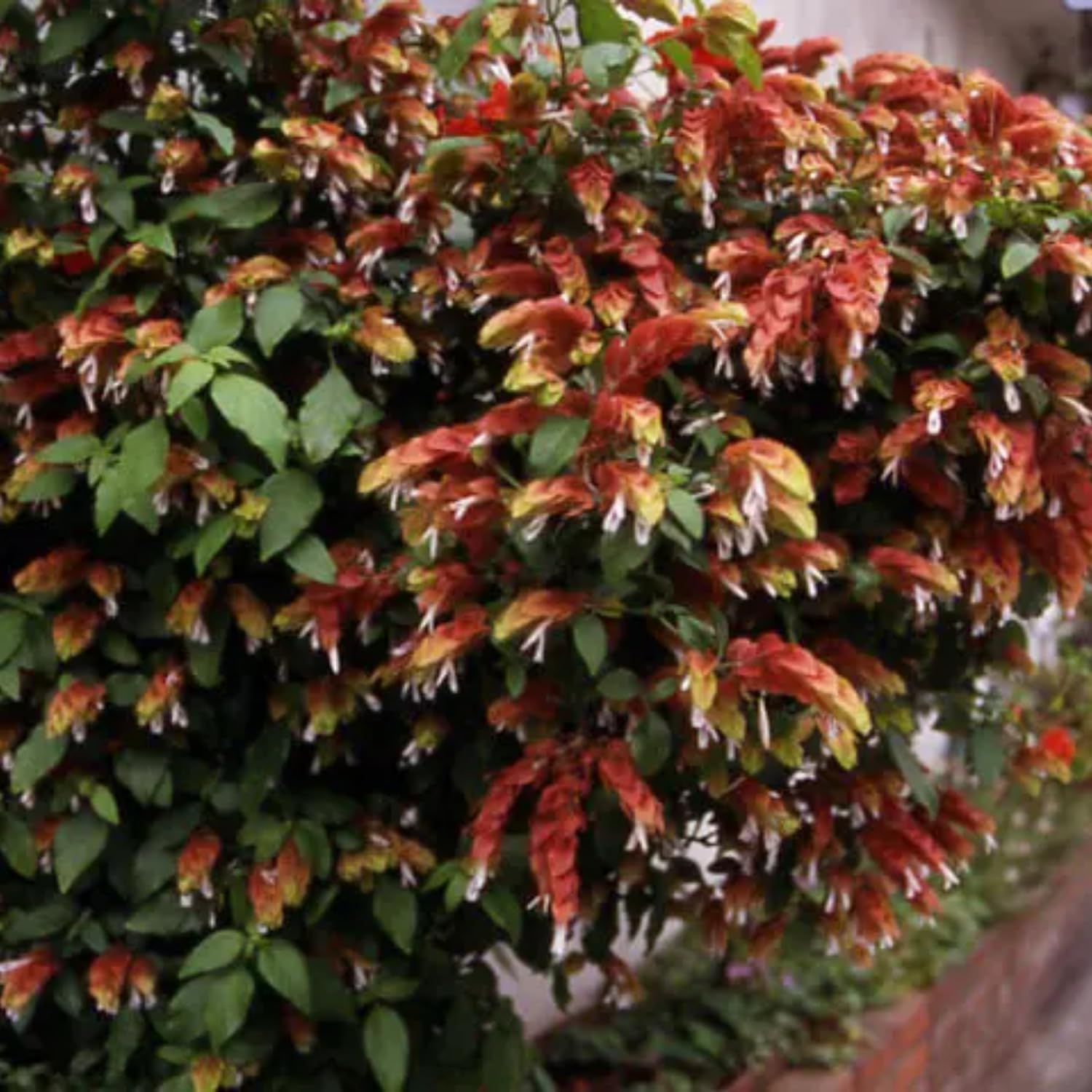 2 Red Shrimp Plants Live, 4 to 6 Inc Tall, Live Shrimp Plant for Garden, Shrimp Live Plant, Shrimp Plant Pot