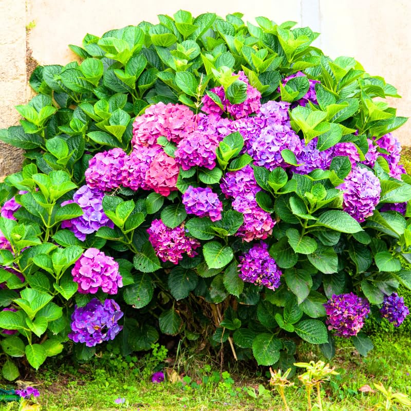 Hydrangea Plant Live Tree, Blooming Garden Bush Hardy Hydrangea Shrub, Deep Purple to Blue Pink Flowering Plant Indoor Outdoor Well-Rooted 5-9 Inc Tall, Stater Plant