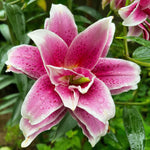 Pack of 3 Pink Lily Bulbs for Planting, Size XL, Bright Sunny Blooms, Summer Flowering Perennial Garden Flowers, Lily Bulbs for Containers and Outdoor Garden