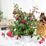 Set of 2 Fuchsia Plants Live, Purple Flower Fuchsia Plant, 4 to 6 Inches Tall, No Potted, Indoor Outdoor Gardening