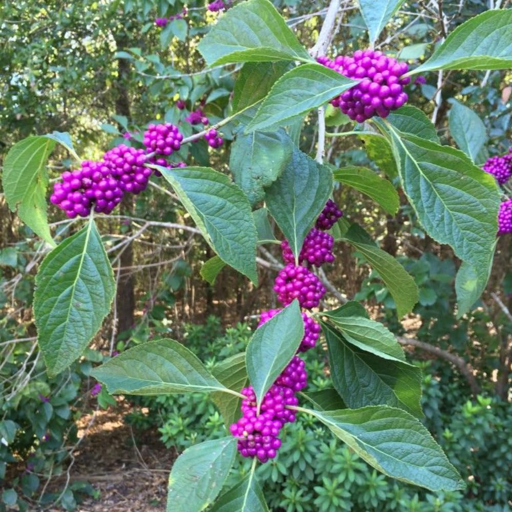 Set 2 Beautyberry Bushes Live Plants, Purple Berries Trees 4-8 Inches, Ready to Plant Outdoor, No Pot