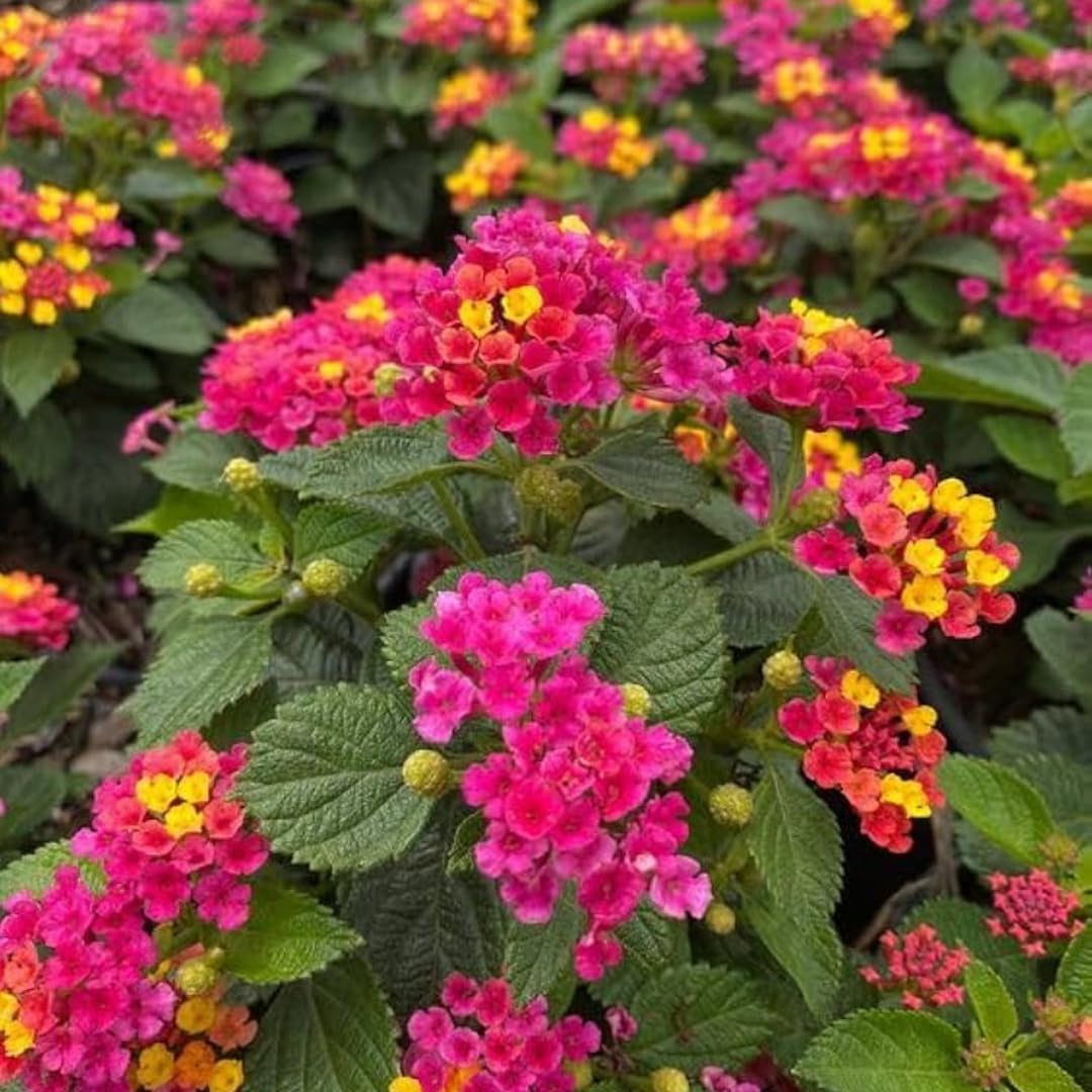 Set 4 Mix Trailing Lantana Plants Live, 4 to 7 Inc Tall, Rose Lantana Live Plants for Planting Vibrant Perennial Flower Garden
