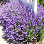 Set 3 Lavender Plants Live, Lavandula Perennial Starter Plants, Fragrant Flower Perennial Plugs 3-5" Tall (Provence Lavender)