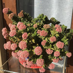 Crassula Plant Live, Crassula Succulent Plant, Pink Flower, Trailing Plants for Indoor Planting