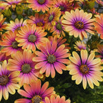 2 Osteospermum Plants Live, Orange African Daisy Flower Plants 4 Inc Potted, Annual Flowering Plant Live, 2 Plants per Pot Garden