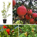 Hardy Pomegranate Tree Live Plant, 5 to 7 Inc Tall Well Rooted, Red Pomegranate Bush Plant for Growing