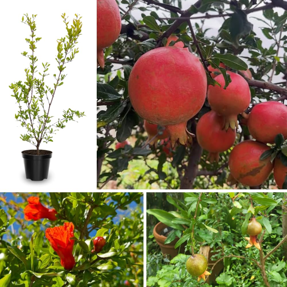 Hardy Pomegranate Tree Live Plant, 5 to 7 Inc Tall Well Rooted, Red Pomegranate Bush Plant for Growing