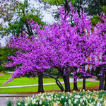 Eastern Redbud Tree Live Plant, 6-12" Tall, in Pot, Hardy Redbud Plant with Pink Spring Blossoms