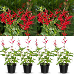 4 Fragrant Sage Salvia Live Plants, Planting in Spring Sage Plants Live, 5 to 10 Inches in Tall, Change Color (Pineapple)