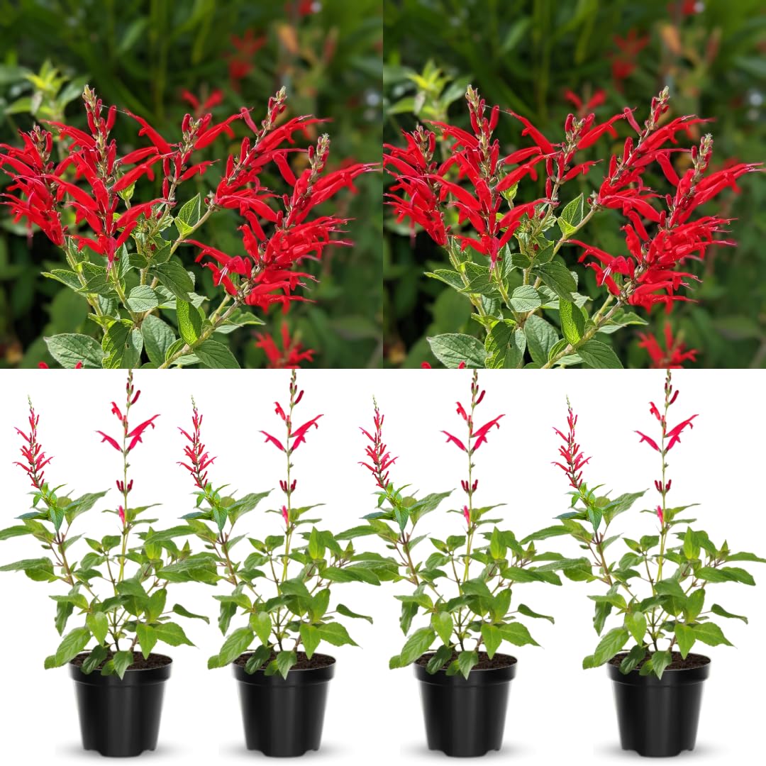 4 Fragrant Sage Salvia Live Plants, Planting in Spring Sage Plants Live, 5 to 10 Inches in Tall, Change Color (Pineapple)