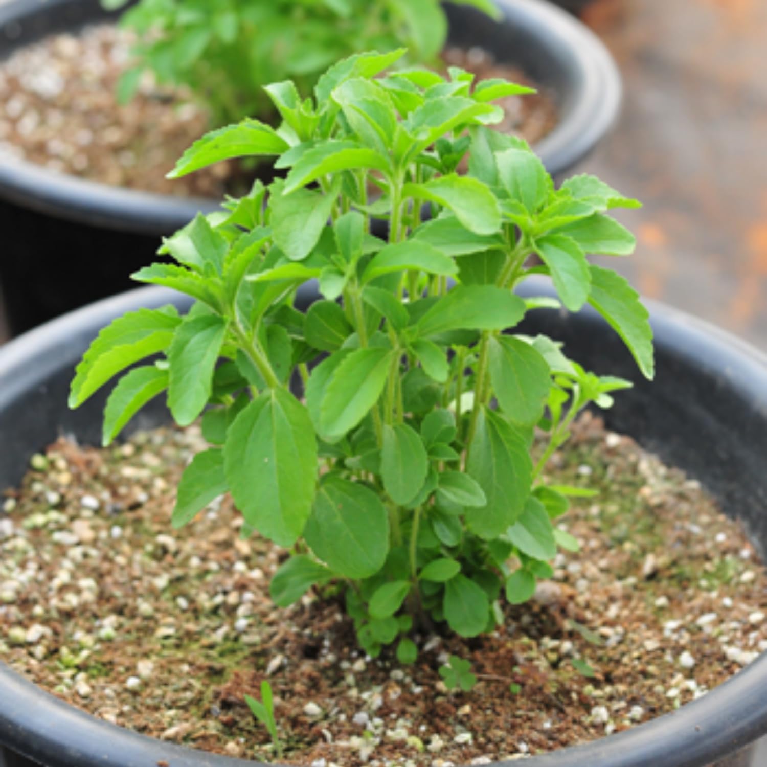 Set 2 of Stevia Plants Live, Herb Plant Live Stevia Plant for Garden