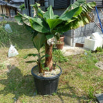 Tiny Banana Plants Live for Planting, Banana Trees Live Plants from 4 to 6 Inc Tall