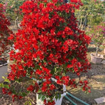 Sets 3 Climbing Bougainvillea Plants Live for Full Sun Trellis Tree, Shrub or Vine Bougainvillea Vibrant Bloom, Very Hardy, 5-9" Tall, Vibrant Red