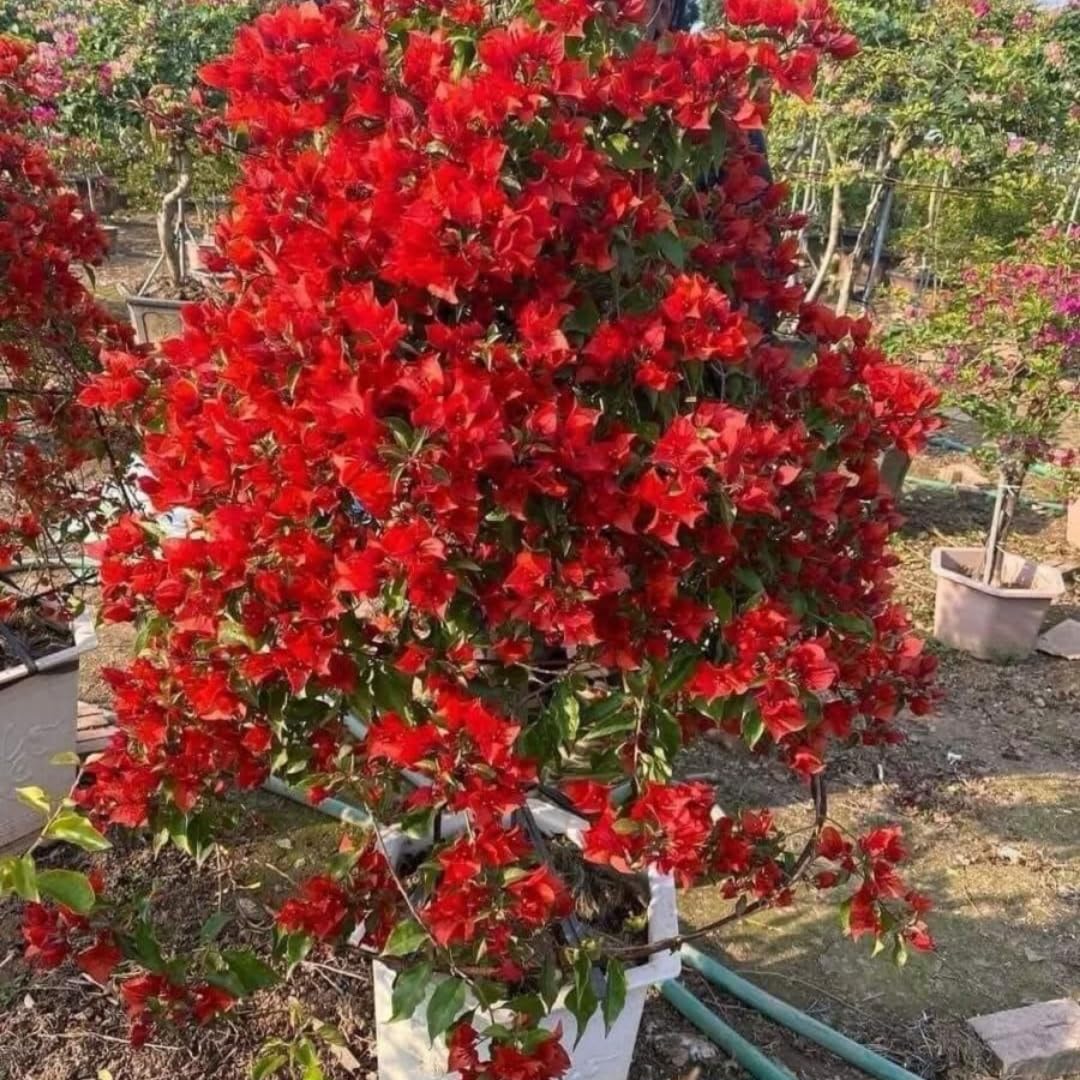 Sets 3 Climbing Bougainvillea Plants Live for Full Sun Trellis Tree, Shrub or Vine Bougainvillea Vibrant Bloom, Very Hardy, 5-9" Tall, Vibrant Red
