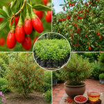 Goji Berry Live Plant, Red Goji Berry Seedling Well Rooted from 4-6 Inches Tall, Fruit Bearing Shrub for Outdoor Garden