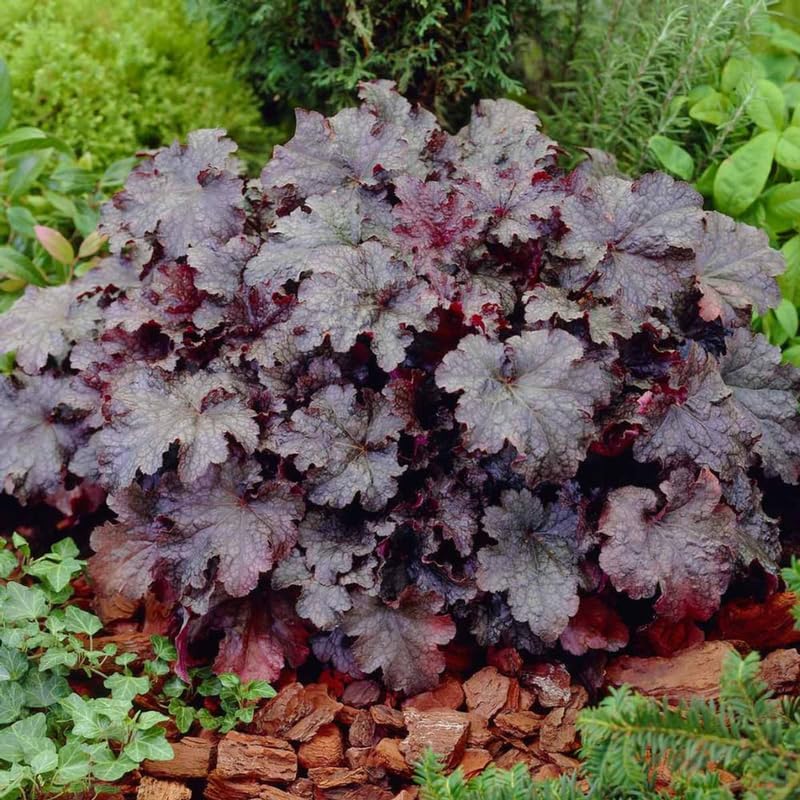 Pack 3 Heuchera Plants Live, Coral Bells Plants 4-7” Tall for Shade Gardens, Borders, Pots, Heuchera Perennials Seedlings (Black Heuchera)