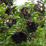 Set 10 Elderberry Cuttings for Planting, Elderberry Plant Live, 6-8 Inches Long, Sweet Berries Fruit Tree for Outdoor Garden