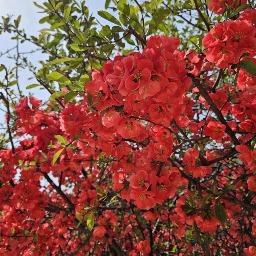 Red Quince Flowering Plant Live Shrub for Outdoor Garden and Landscaping, Quince Plant 3-6" Tall, Chaenomeles Japonica Bush Shrub for Planting 4 Inch Pot Plants