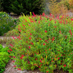 2 Vibrant Sage Salvia Live Plants, Fragrant Perennial Sage Plants Live for Spring Planting, Summer Planting, 5 to 10 Inches in Tall, (Pineapple)