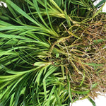 2 Pandanus Amaryllifolius Plants Indoor, Pandan Leaves Plant Herb, Pandan Plant Live Outdoor, 4 to 6 Inc Tall