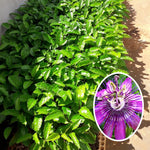 Pack 2 Passion Flower Plants Live, Passiflora Vine Well-Rooted, 5-7 Inch Tall Climbing Vine for Garden Trellises and Fences, No Pot (Lavender Passion Flower)