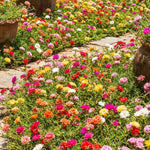 Moss Rose Plants Live, 4-8 Inches Tall, Portulaca Flower Plant, Drought Tolerant Outdoor Ground Cover, Colorful Blooming Succulent for Garden