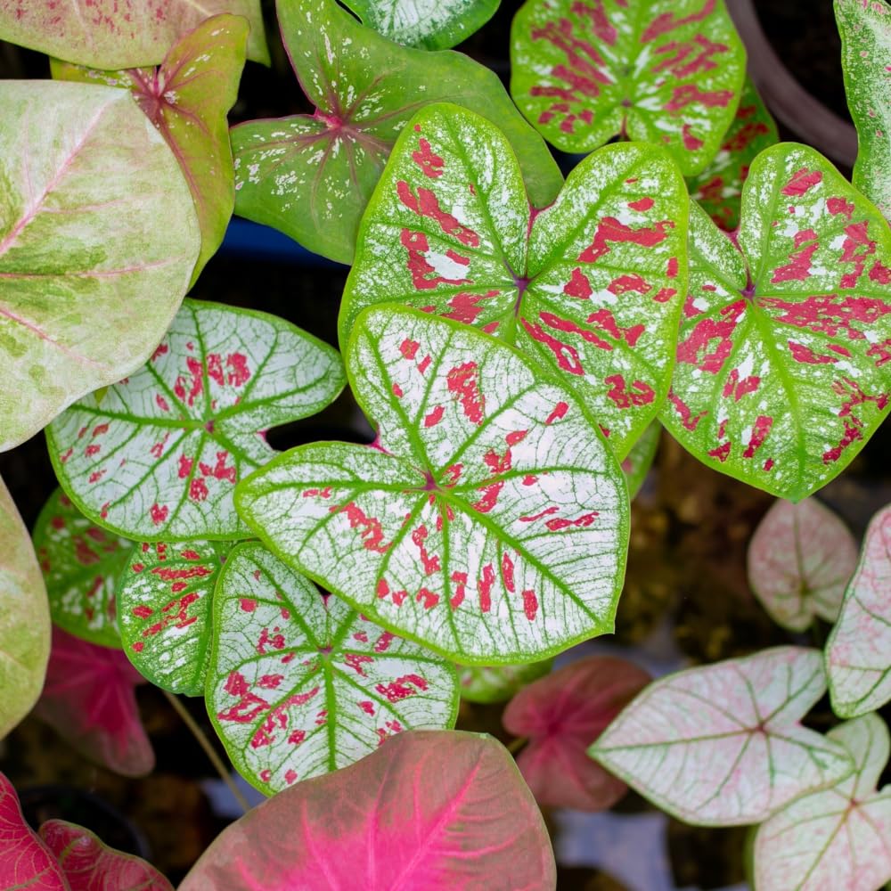 3 Mix Caladium Live Plants, 3 to 5 Inch Tall, Perennial Caladium for Indoor Outdoor Planting